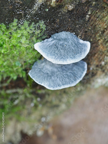 Tableau sur toile Conifer blueing bracket fungus, Postia caesia