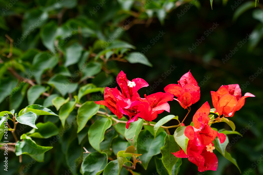 Red Bougainvillea flowers on selective focus with green leaves of the climbing branches background blurred and dark copy space.