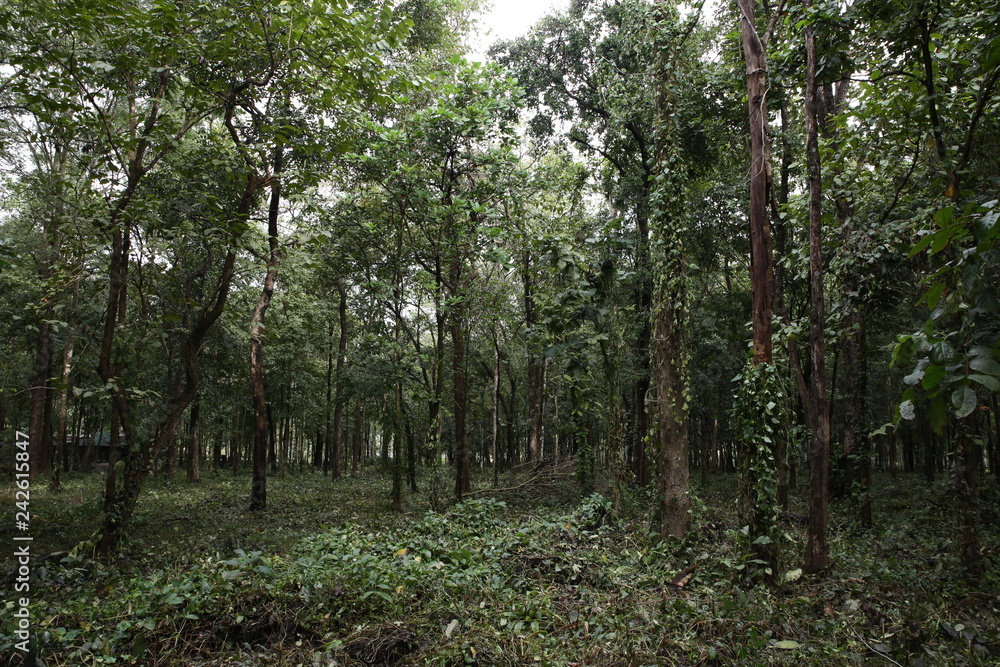 Nature in Uthai Thani, Thailand