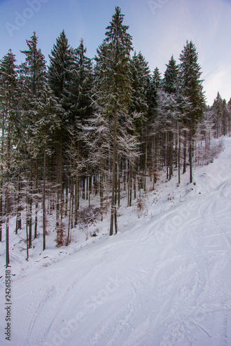 forest in winter © Алексей Гуменюк