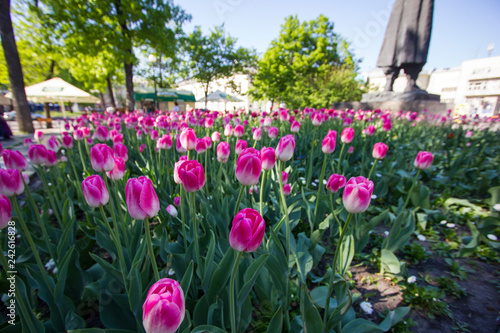 tulips in the garden