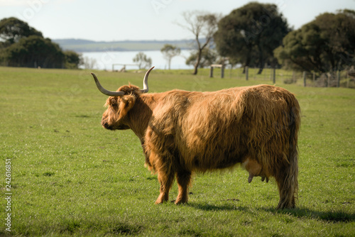 Shot of Highland Cattle, a Scottish-cattle-breed cow, standing in a pasture with a lake in the background in Churchill Island Marine National Park, Victoria, Australia