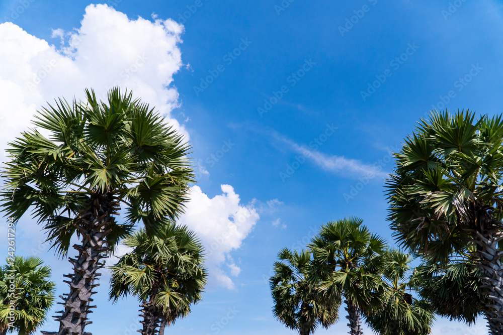 Obraz premium Sugar palm trees can be gorgeous ornament plants. They are grown to beautify the environment of the garden, especially on a sunshine day, blue sky, fluffy white clouds background and copy space.