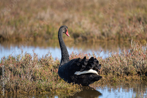 Shot of rear view of Black Swan, a large waterbird, standing in a shallow wetland in Churchill Island Marine National Park, Victoria, Australia