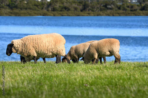 Shot of Suffolk sheep, one ewe and her lambs, grazing on pasture with a sea in the background in Churchill Island Marine National Park, Victoria, Australia