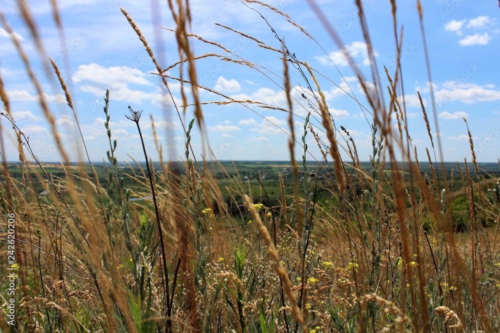 view of the sky through the grass