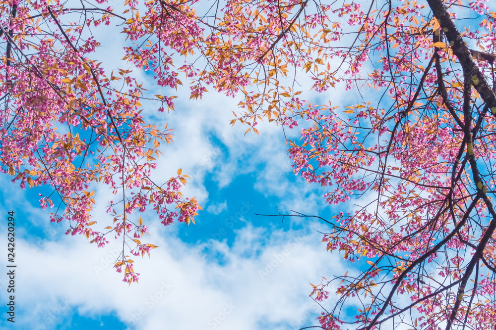 Pink blossoms on the branch during spring blooming at Doi Ang Khang. Branch with pink sakura blossoms, Chiang Mai, Thailand. Blooming cherry tree branches against a cloudy blue sky Himalayan blossom Pink blossoms on the branch during spring blooming at Doi Ang Khang. Branch with pink sakura blossoms, Chiang Mai, Thailand. Blooming cherry tree branches against a cloudy blue sky Himalayan blossom