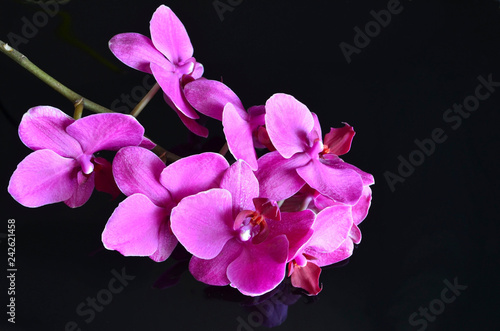 Pink orchid flower on a black background. Blooming Phalaenopsis.Orchids.Tropical plants concept.Selective focus.