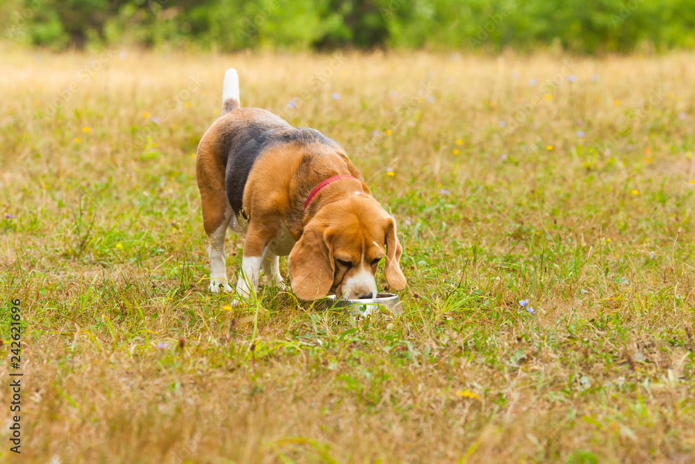 Cute Beagle playing on the grass in summer