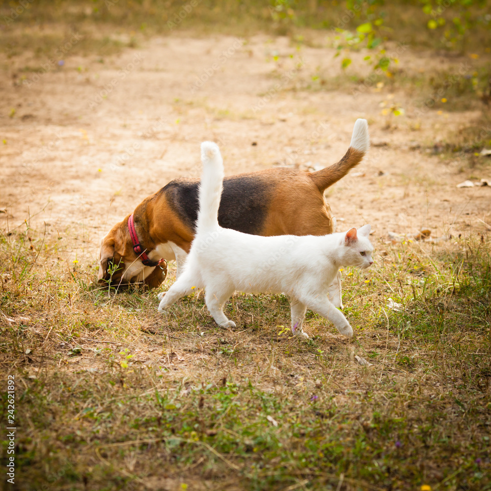 Dog and cat playing together outdoor on the grass
