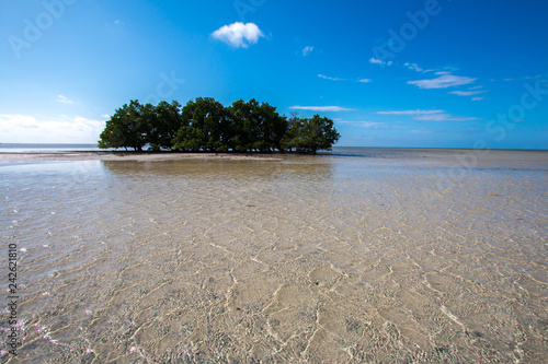 tree and beautiful sea of Quirimbas Islands ( Ibo Island ) in Mozambique photo