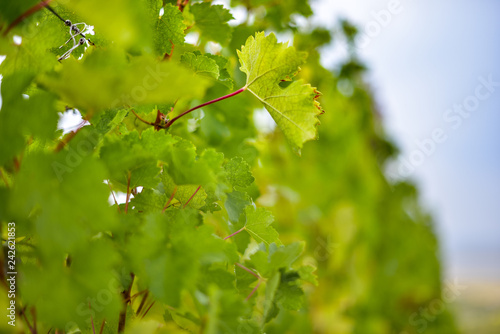 Vineyard on a sunny day. photo