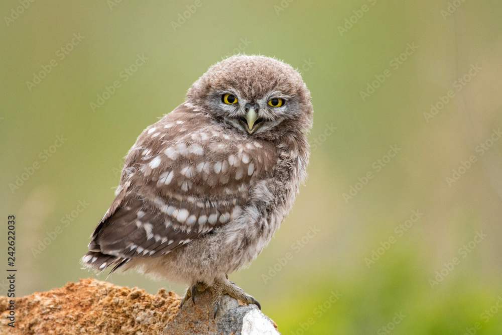 Little owl, Athene noctua, sitting on a stone. Young bird. Little owl, Athene noctua, sitting on a stone. Young bird.