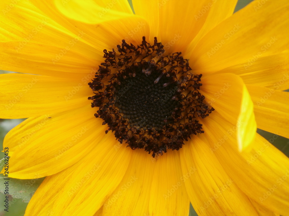 Macro Sunflower Macro Sunflower