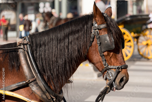 Fototapeta Naklejka Na Ścianę i Meble -  cavalli da traino con carrozza