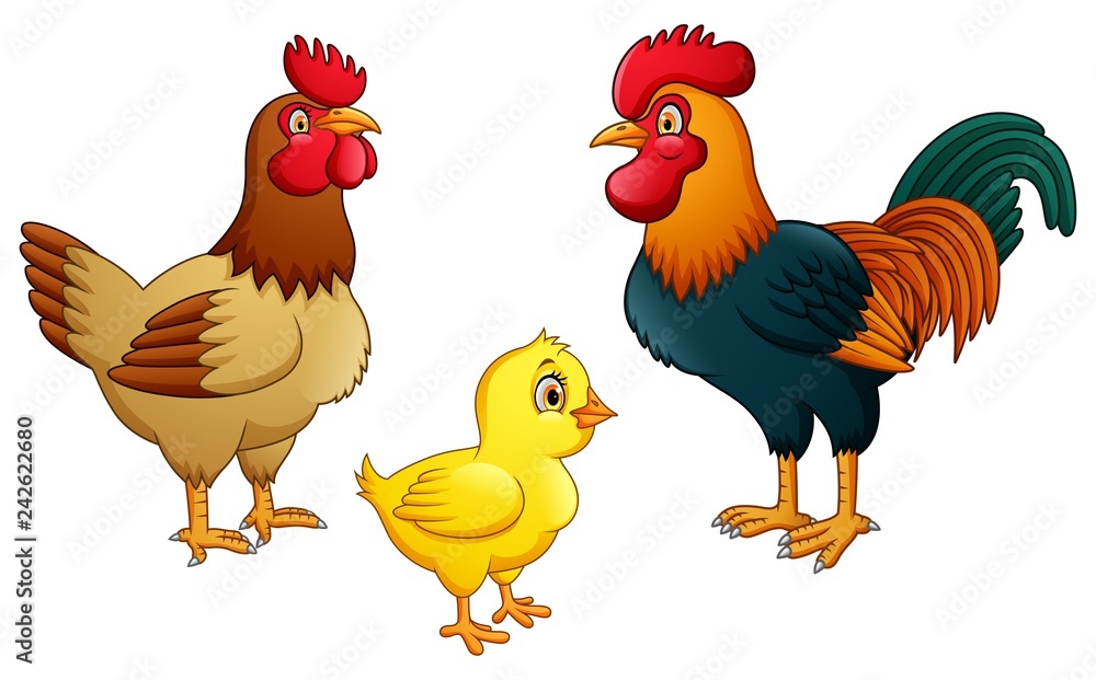 Fototapeta premium Chicken family on white background