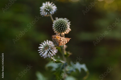 Butterfly on Thistle in the rays of the sunset on the blurred background of the forest. Natural summer background