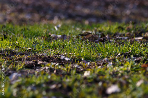Fresh green spring grass grows from under the dry leaves close-up. New grass growing in spring morning in the garden