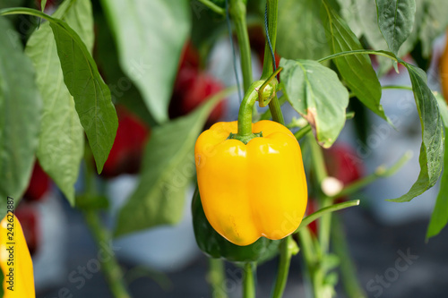 Yellow bell peppers hanging on tree in farm