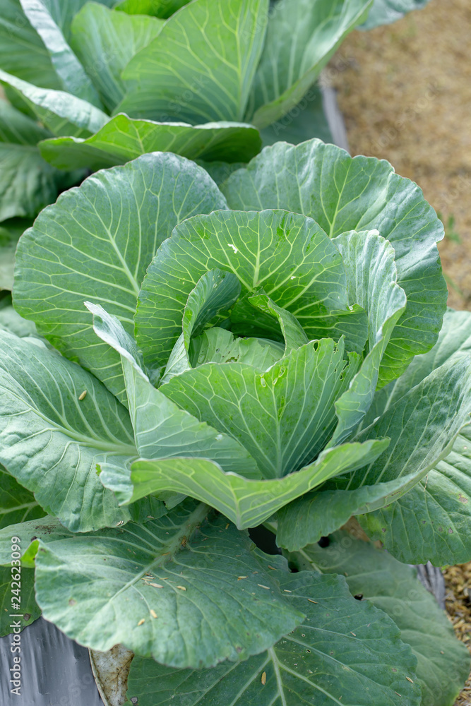 Fresh cabbage from farm field, cabbage in the garden Fresh cabbage from farm field, cabbage in the garden
