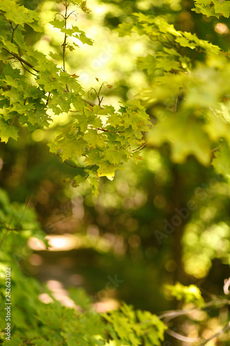 Natural blurred background of the path in the summer forest on a background of maple leaves. Sunlight in leaves, bokeh