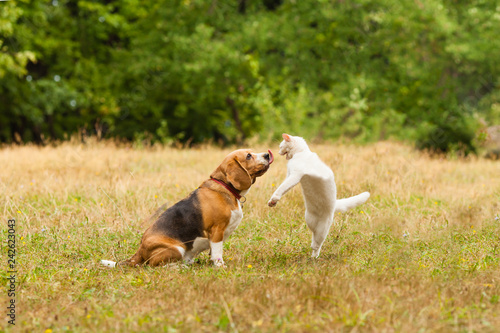 Photography Close view of cat and dog fighting