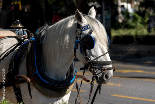 Fototapeta Naklejka Na Ścianę i Meble -  cavalli da traino con carrozza