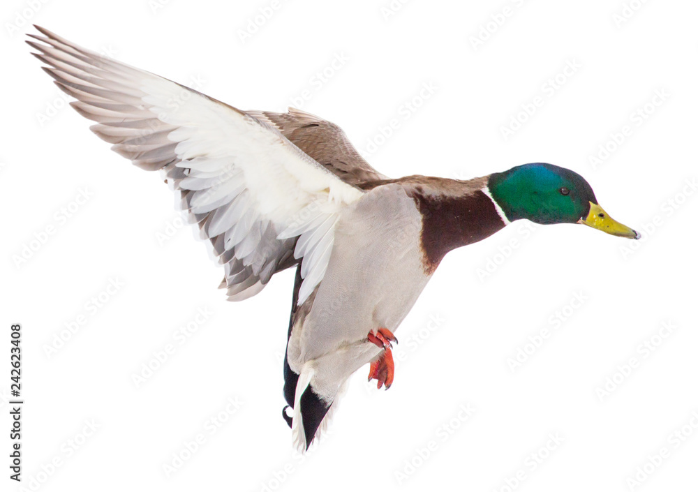 Duck in flight isolated on white background Duck in flight isolated on white background
