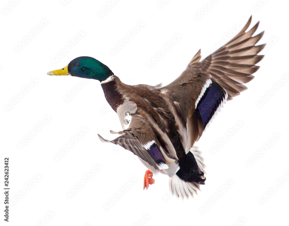 Obraz premium Kaczka w locie na białym tle