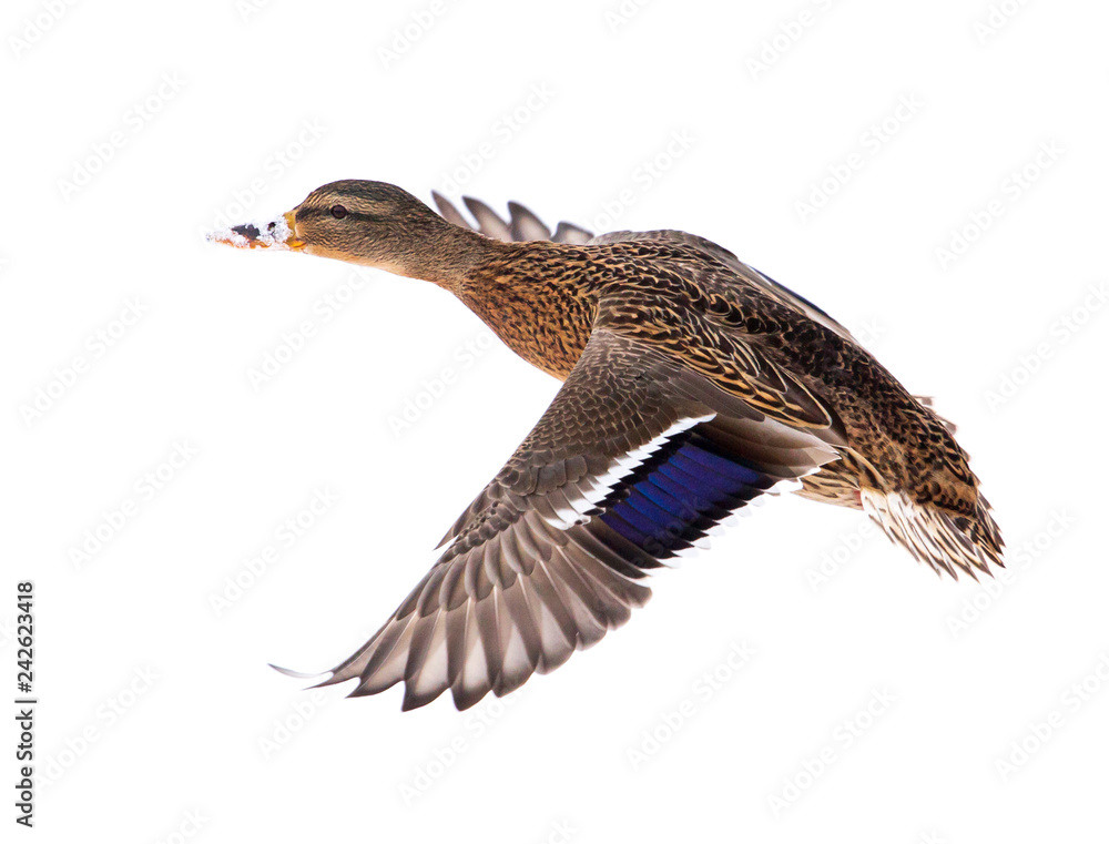 Duck in flight isolated on white background Duck in flight isolated on white background