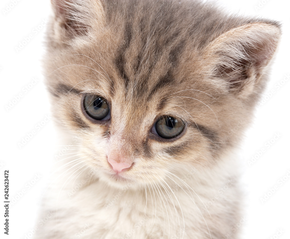 Portrait of a kitten on a white background