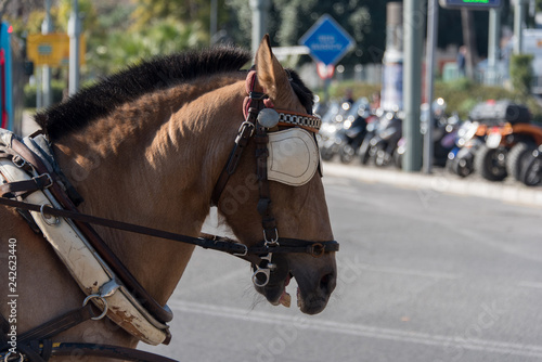 Fototapeta Naklejka Na Ścianę i Meble -  cavalli da traino con carrozza