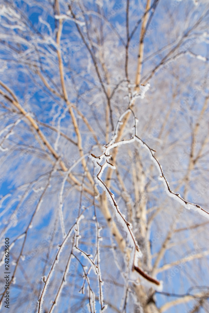 Frozen branches on a tree against a blue sky Frozen branches on a tree against a blue sky