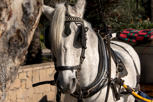 Fototapeta Naklejka Na Ścianę i Meble -  cavalli da traino con carrozza