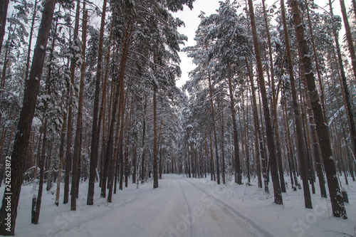 Snow road in the forest in winter © schankz