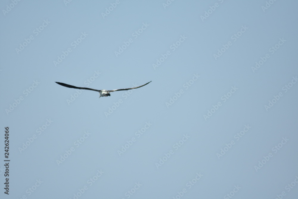 Vogel am Himmel Vogel am Himmel