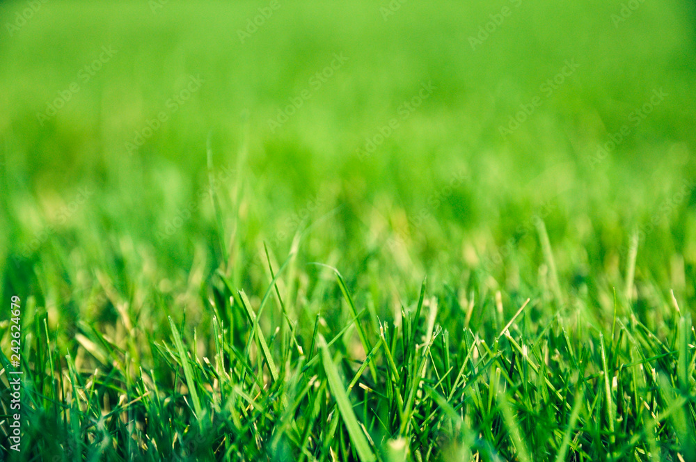 Obraz premium trawa, łąka, źdźbła, trawa_tło