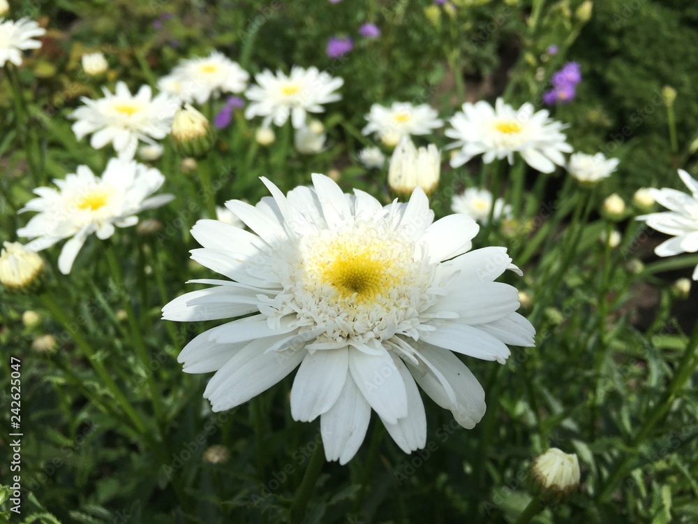 Fototapeta premium daisies in the garden