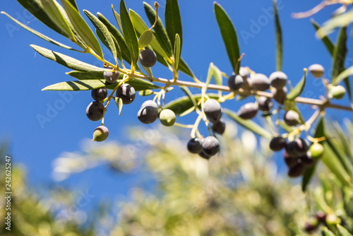 Tree, bush with growing, ripening olives