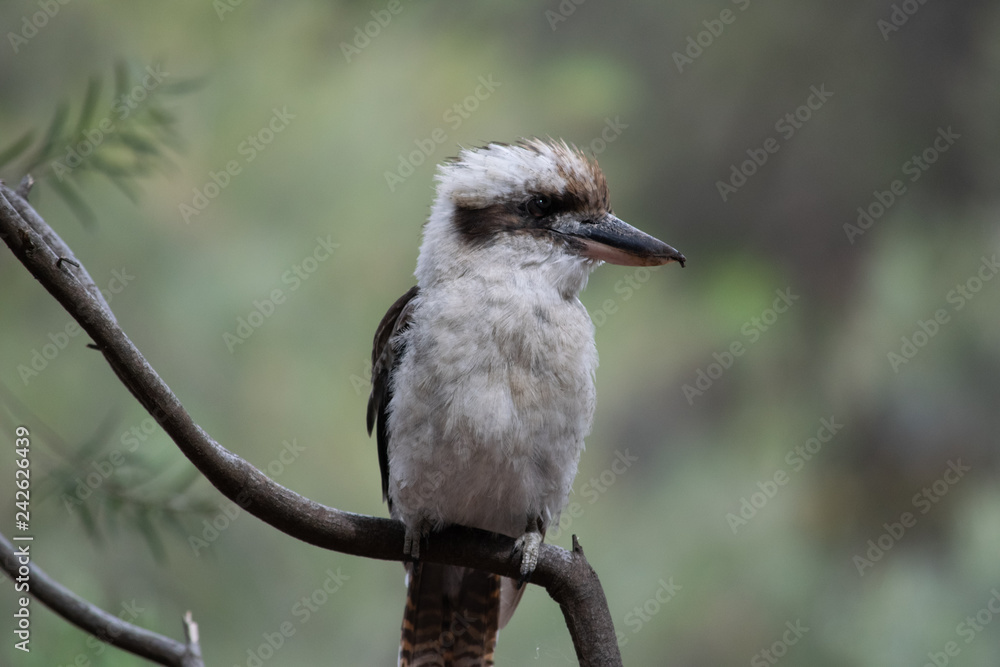 Close up of kookaburra sitting on branch with head tilted sideways Close up of kookaburra sitting on branch with head tilted sideways