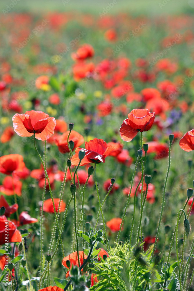 beautiful red poppies flower meadow countryside landscape spring season