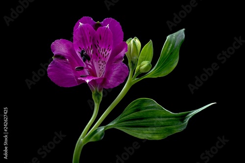 Fototapeta Naklejka Na Ścianę i Meble -  Inkalilie