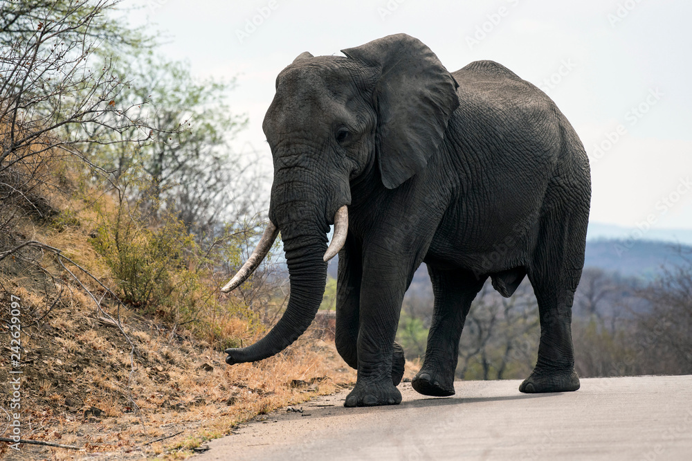 Large male elephant (Loxodonta africana) with ivory tusks in tack, walking on tar road in Kruger National Park, South Africa