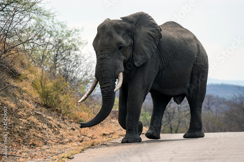 Large male elephant (Loxodonta africana) with ivory tusks in tack, walking on tar road in Kruger National Park, South Africa © Marion Smith (Byers)