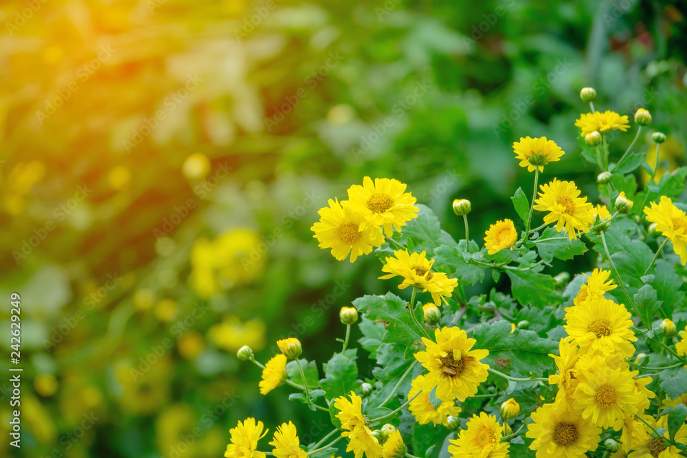 Chrysanthemum flowers for herb Chrysanthemum flowers for herb
