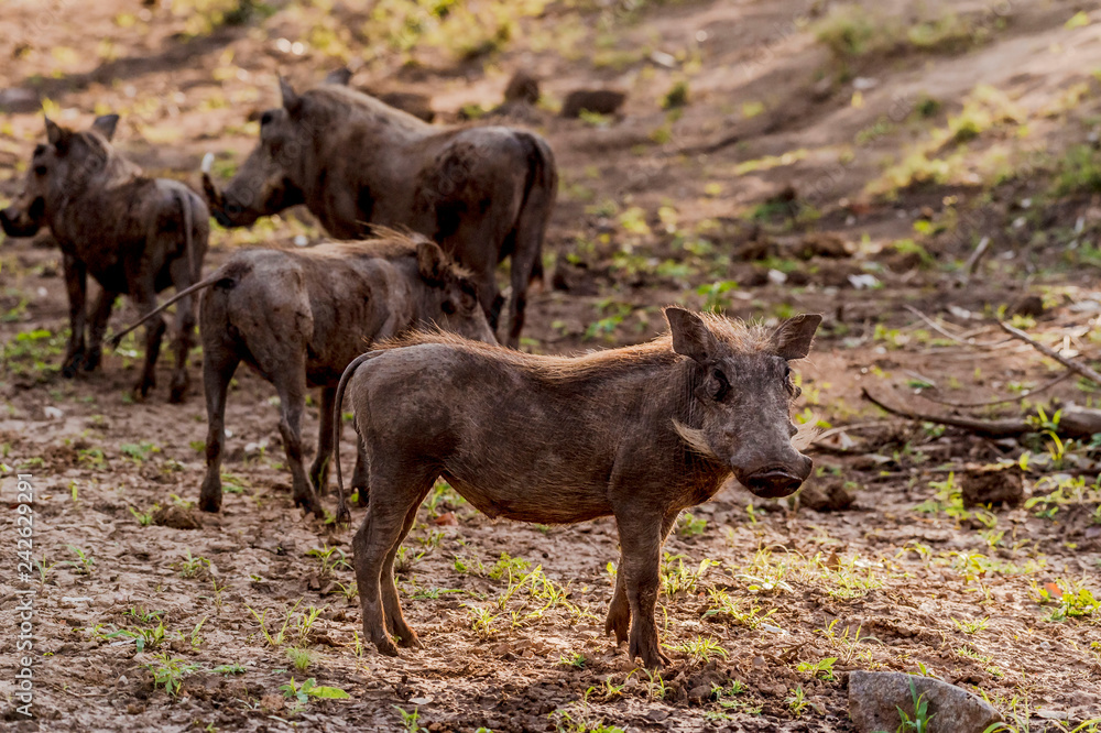 Fototapeta premium Group of Warthogs ( Phacochoerus africanus ) in evening sun, Kruger National Park, South Africa