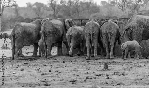 Herd of Elephants (Loxodonta africana) gathered around waterhole Kruger National Park. all with back to camera. South Africa © Marion Smith (Byers)