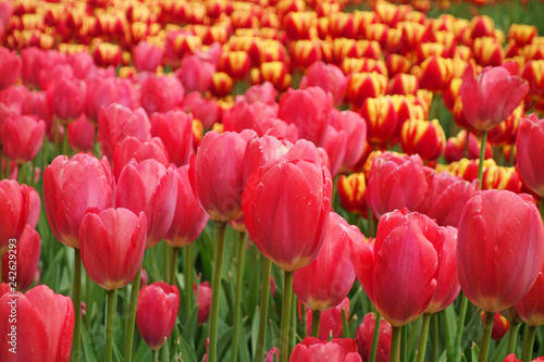 field of tulips