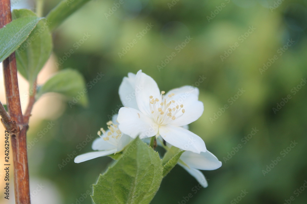 Fototapeta premium flower