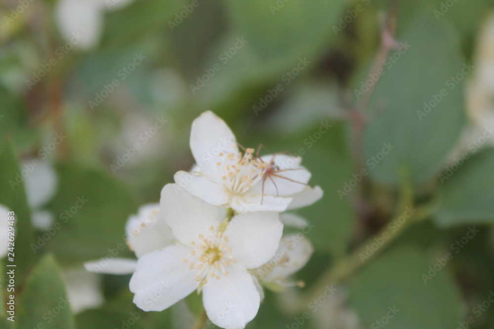 flower flower